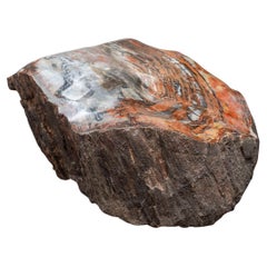 Genuine Polished Petrified Wood Stump from Arizona