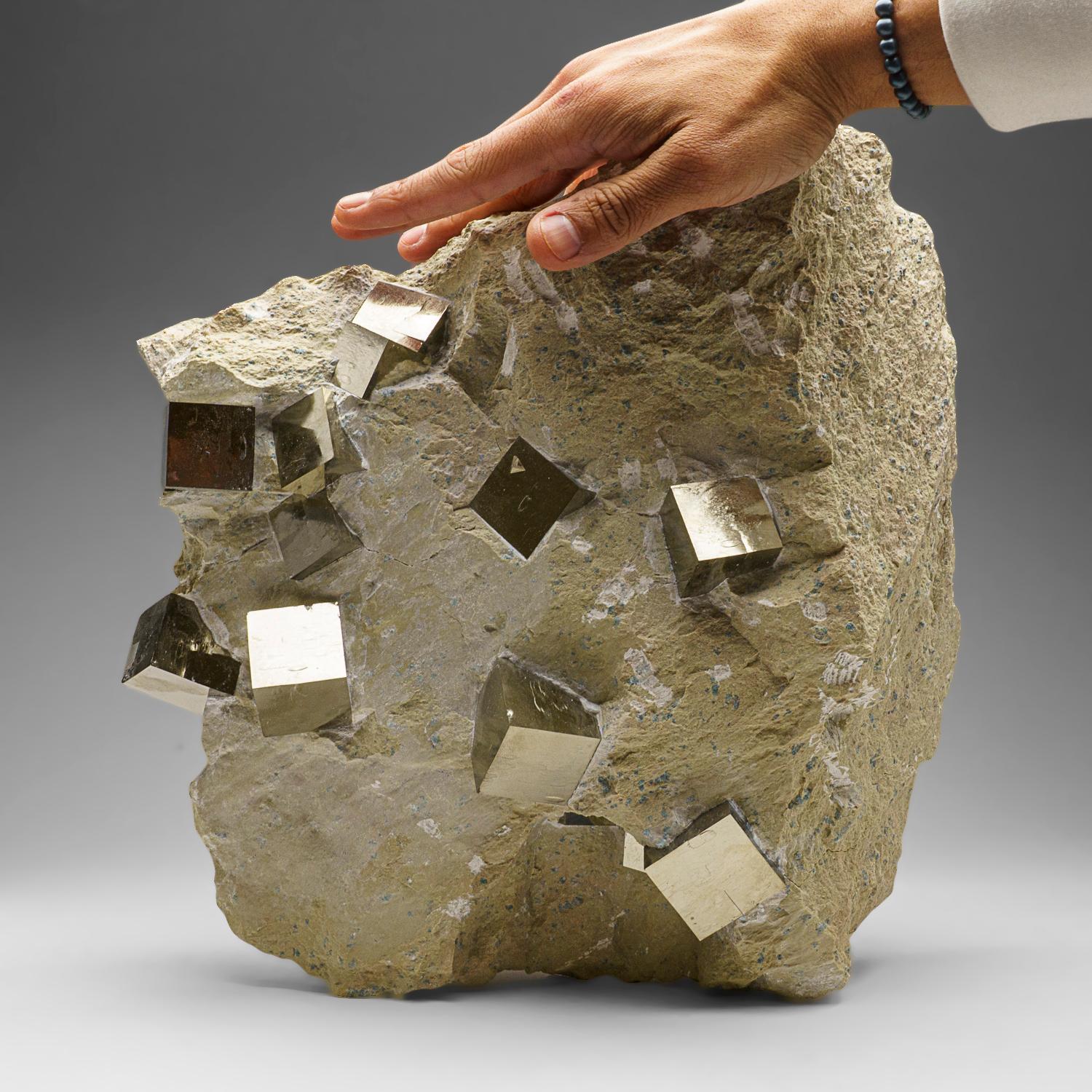 Spanish Genuine Pyrite Cubes on Basalt From Navajun, Spain (34.5 lbs) For Sale