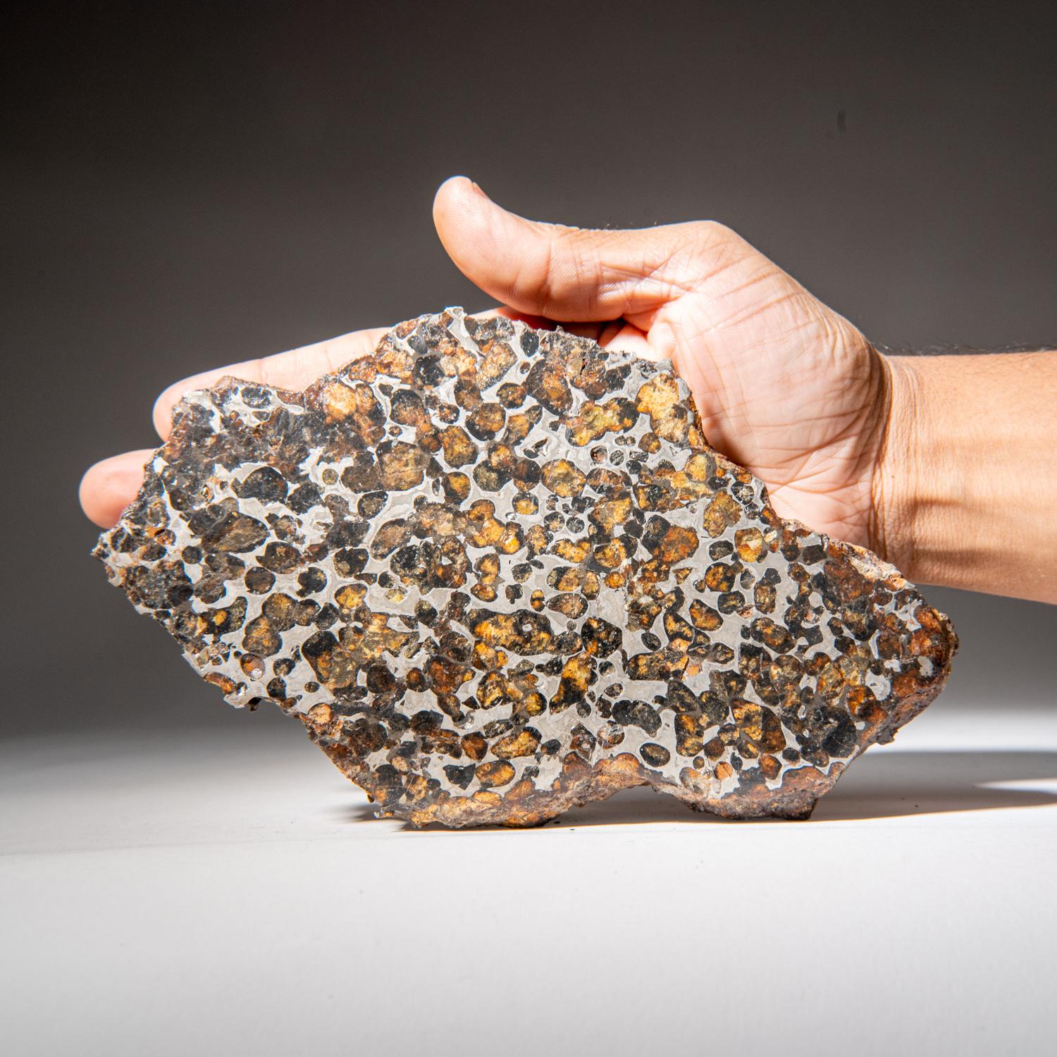 Kényan série Sericho Pallasite plaque de météorite véritable (2,45 lbs) en vente