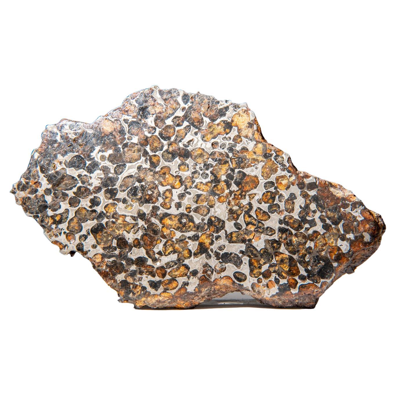 Genuine Sericho Pallasite Meteorite Slab (2.45 lbs) For Sale