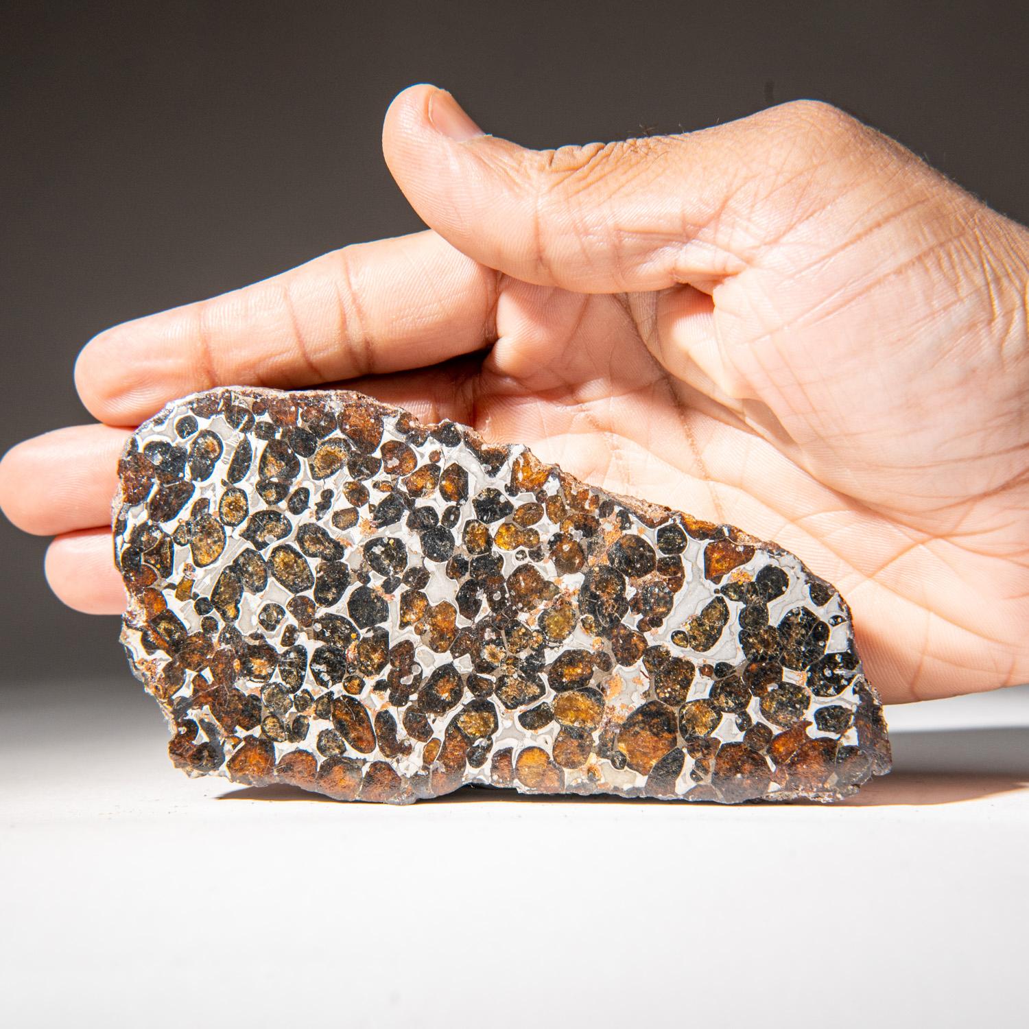 Kényan Un véritable dalle de météorite Sericho en pallasite (394.3 grammes) en vente