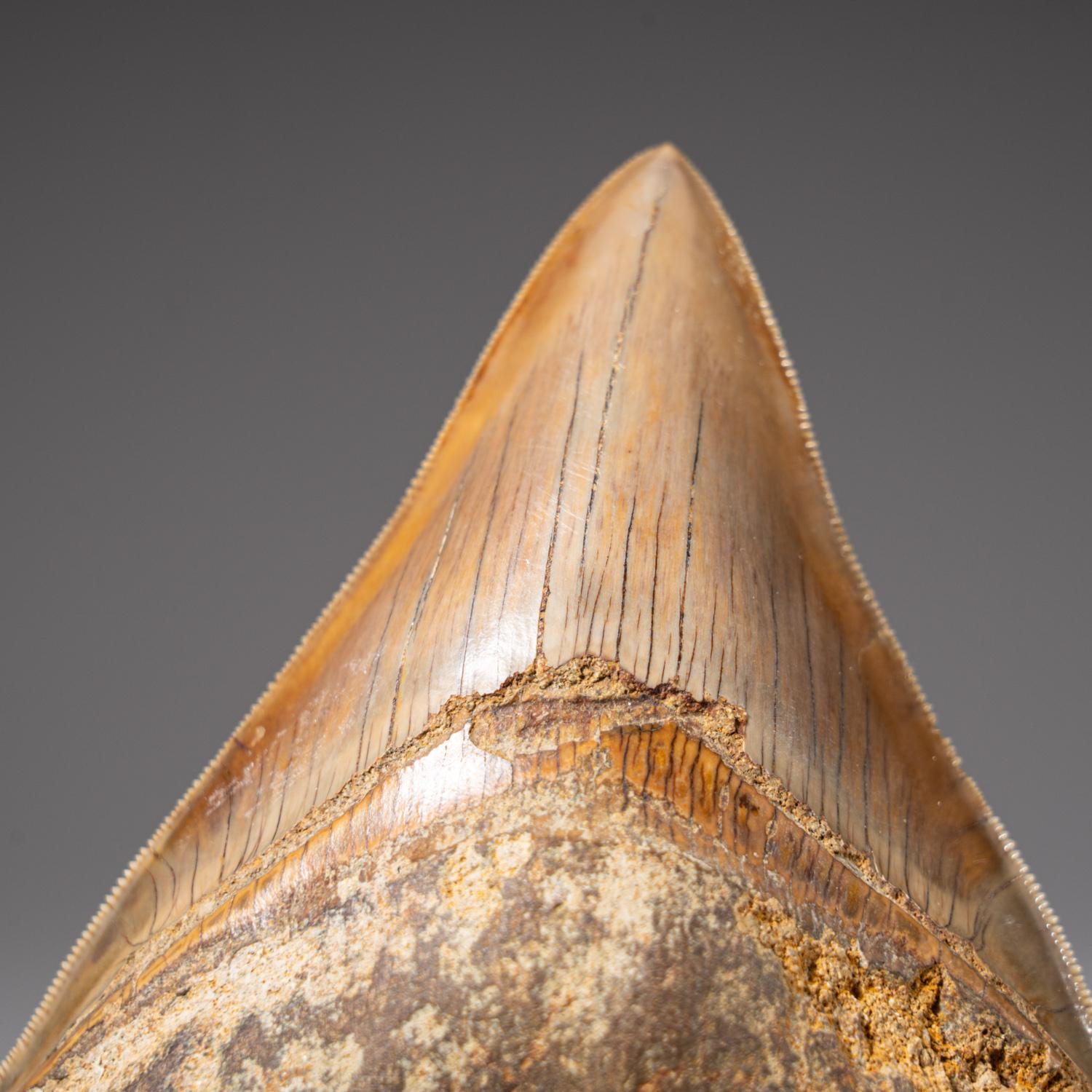 Der Megalodon war ein prähistorischer Hai, der vielleicht 50 Fuß oder mehr lang war, zwei- oder dreimal so lang wie der Große Weiße Hai! Genau wie moderne Haie hatte dieses prähistorische Raubtier außer seinen massiven Zähnen keine Knochen, die in