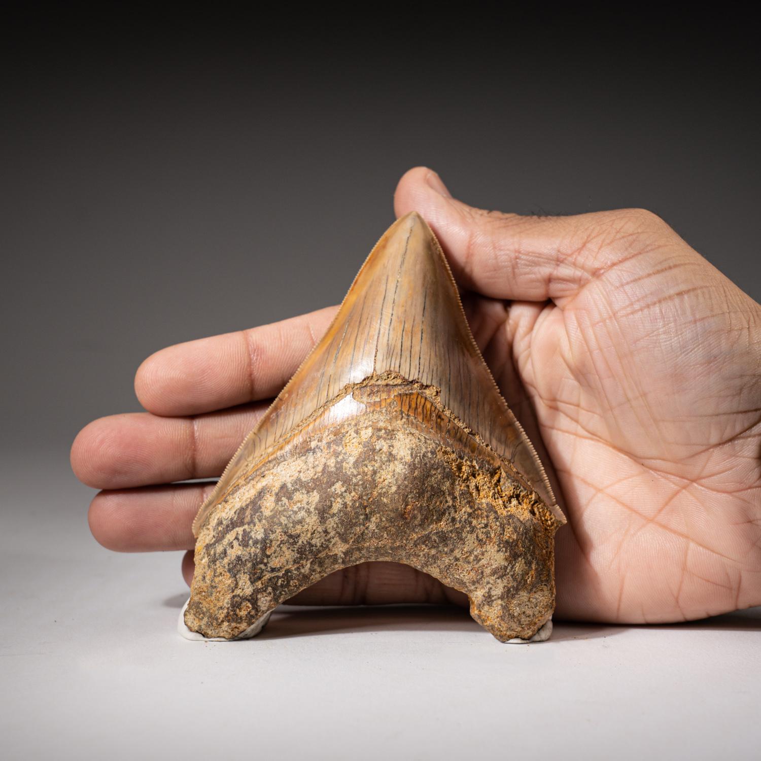Genuine Serrated Megalodon Shark Tooth from Indonesia in Display Box (149 grams) In New Condition For Sale In New York, NY