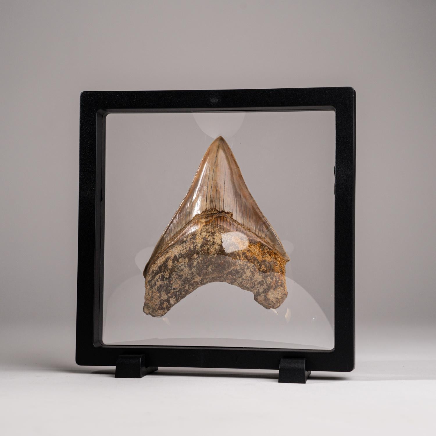 Contemporary Genuine Serrated Megalodon Shark Tooth from Indonesia in Display Box (149 grams) For Sale