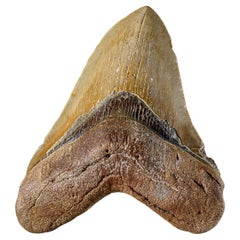 Genuine Serrated Megalodon Shark Tooth from Indonesia in Display Box (288 grams)