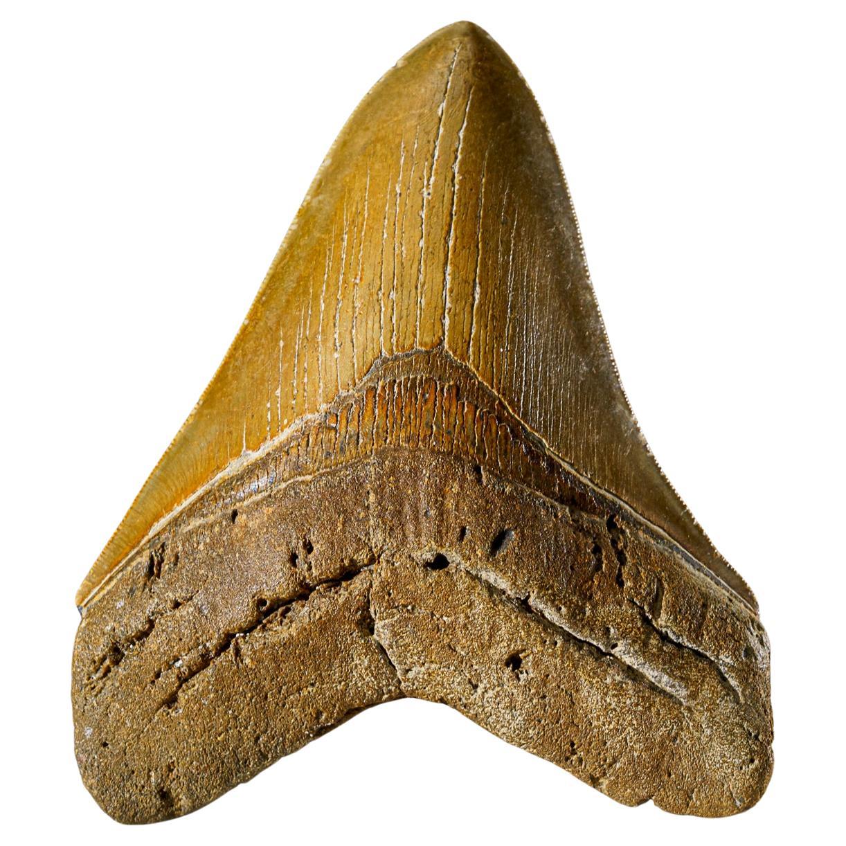 Genuine Serrated Megalodon Shark Tooth from Indonesia in Display Box (293.9 gr)