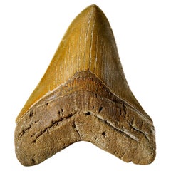 Dente di squalo Megalodon dentellato autentico dall'Indonesia in confezione da esposizione (293,9 gr)