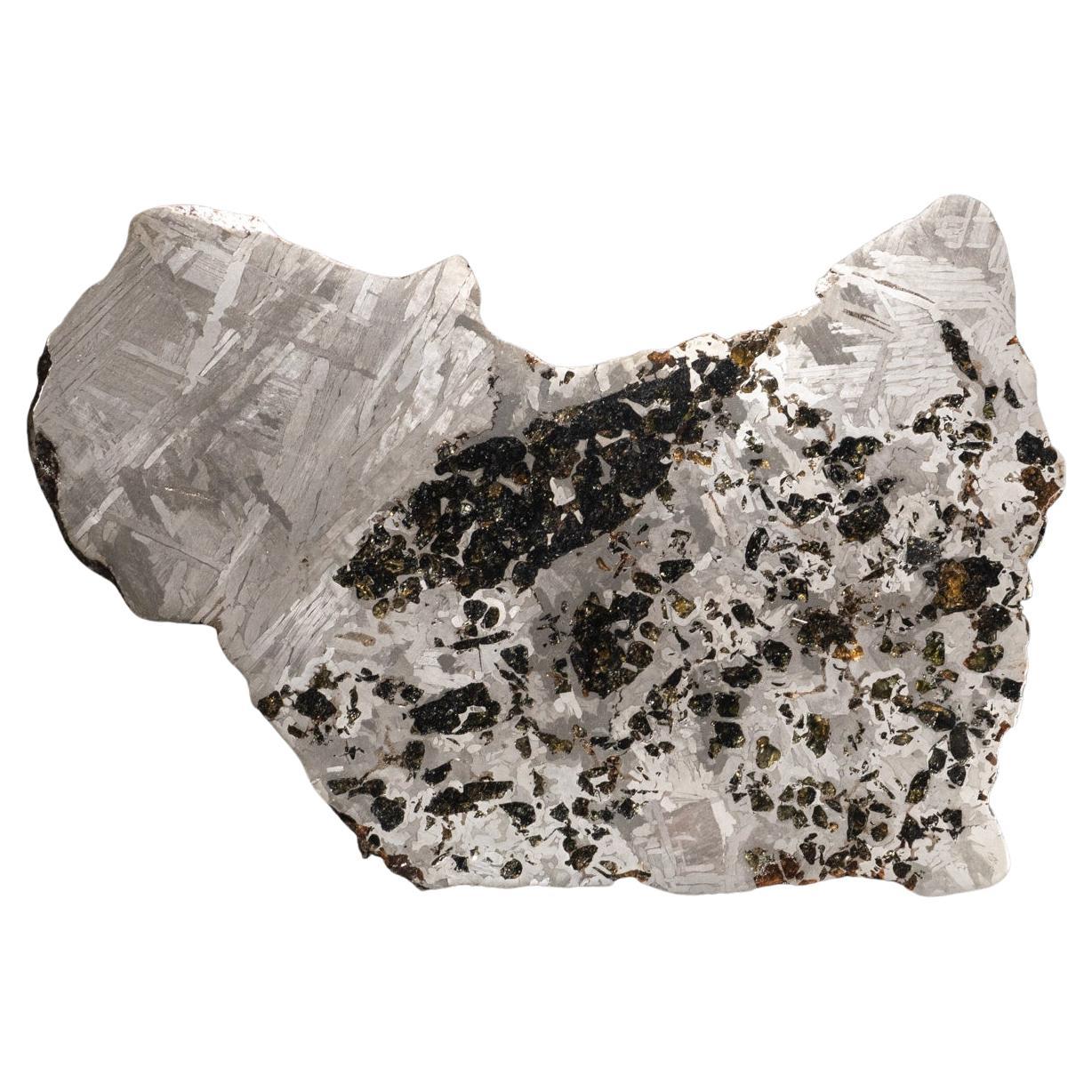 Autentica lastra di meteorite Seymchan Pallasite (1,5 libbre)