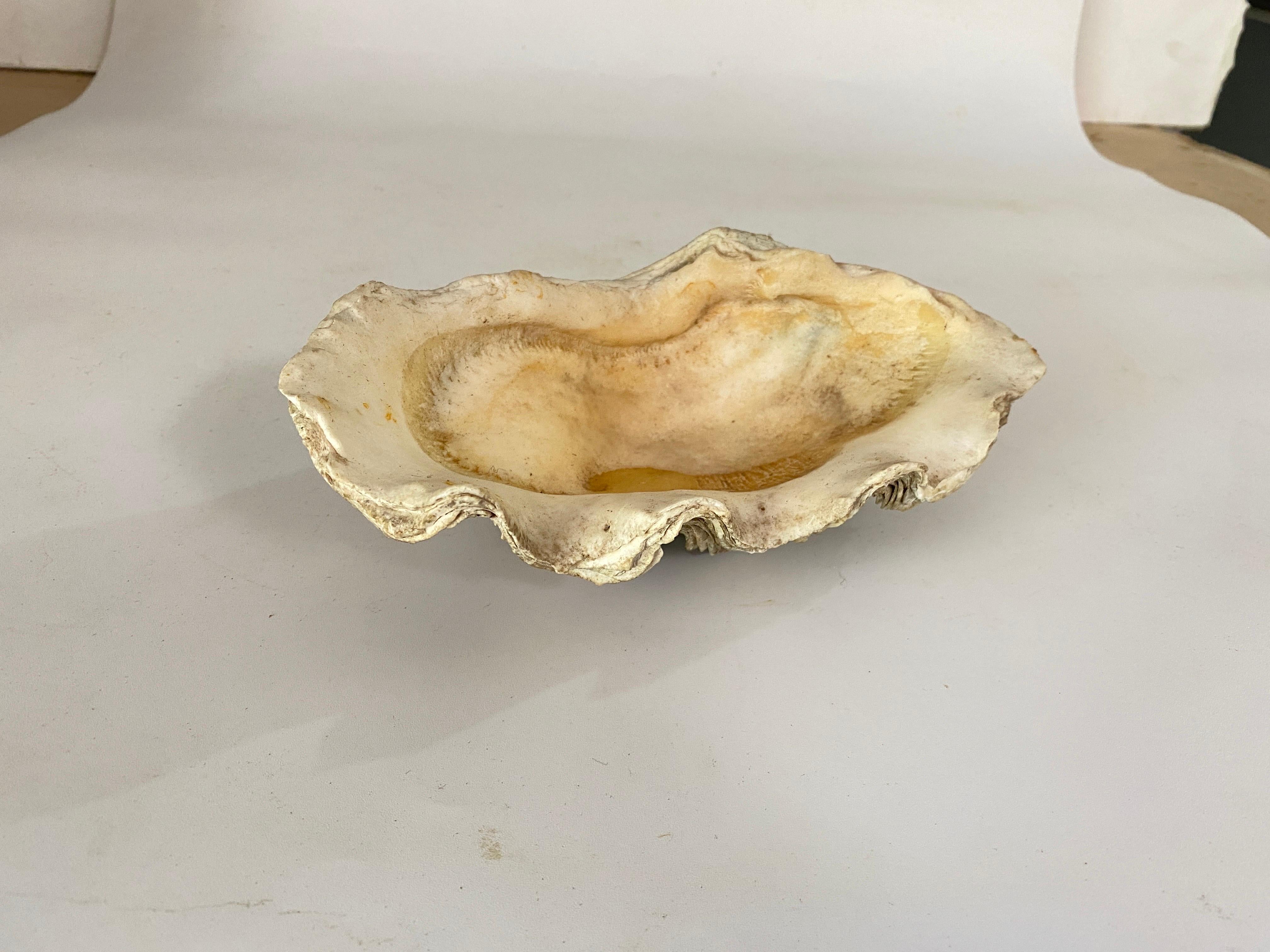 Genuine Shell, Vide Poche White Color 20th Century In Good Condition For Sale In Auribeau sur Siagne, FR