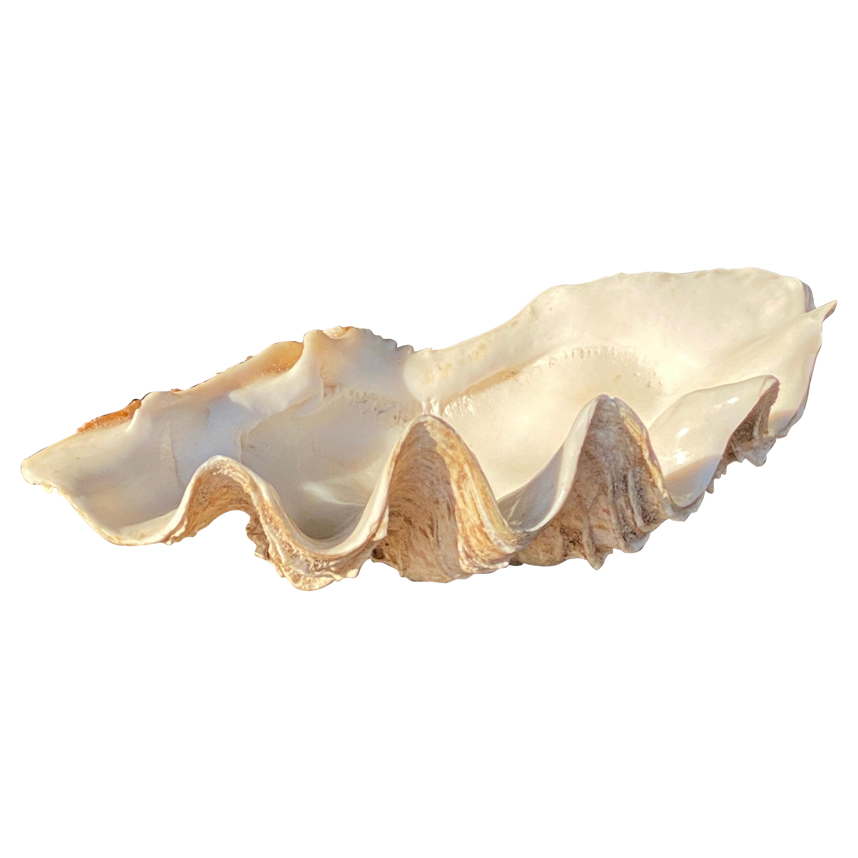 Genuine Shell, Vide Poche, White Color, 20th Century