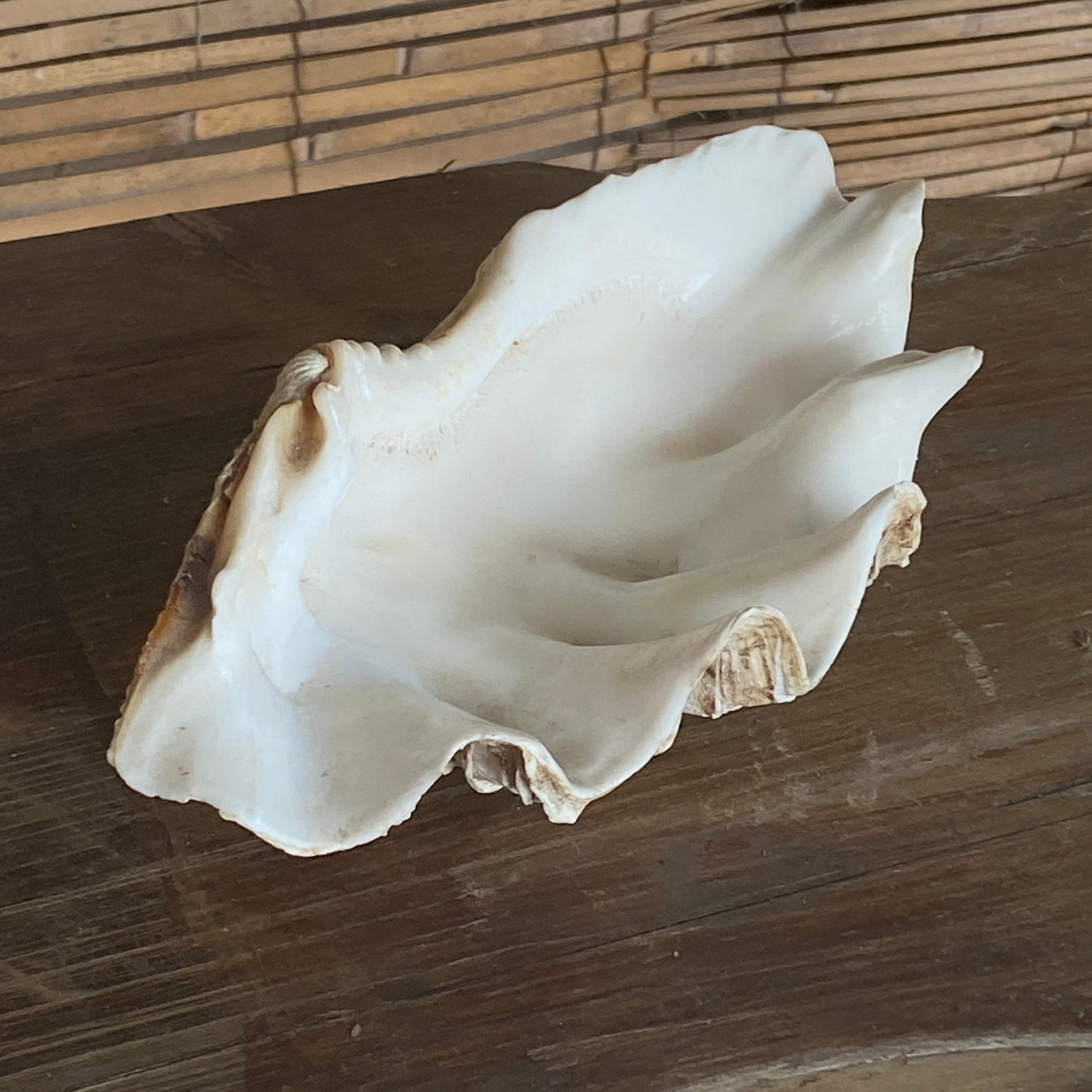 This Vide poche is a shell, in white color.