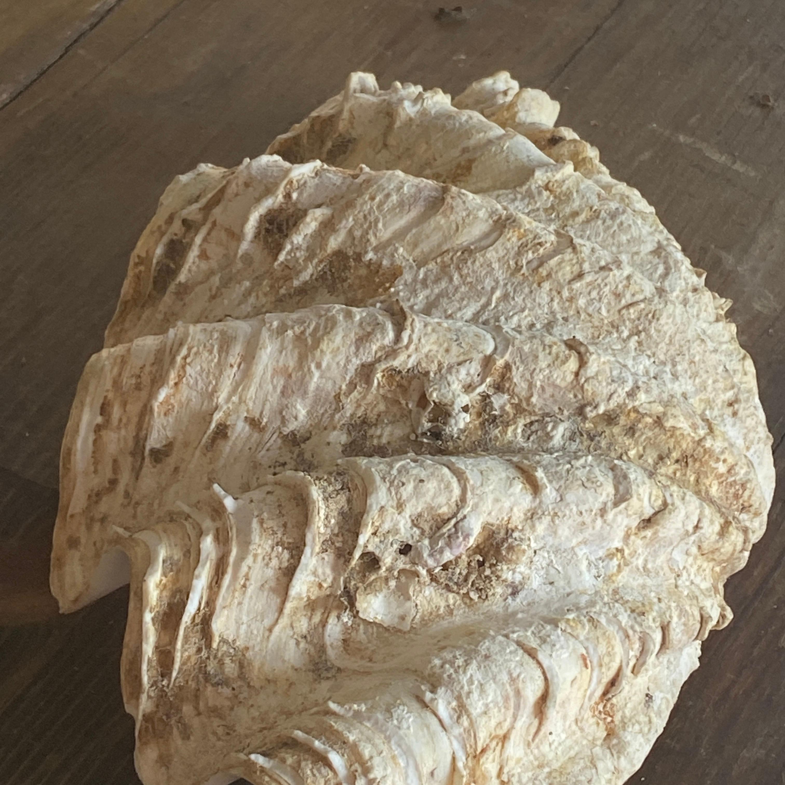 Genuine Muschelschale, Ablageschale, weiße Farbe, 20. Jahrhundert (Moderne der Mitte des Jahrhunderts) im Angebot
