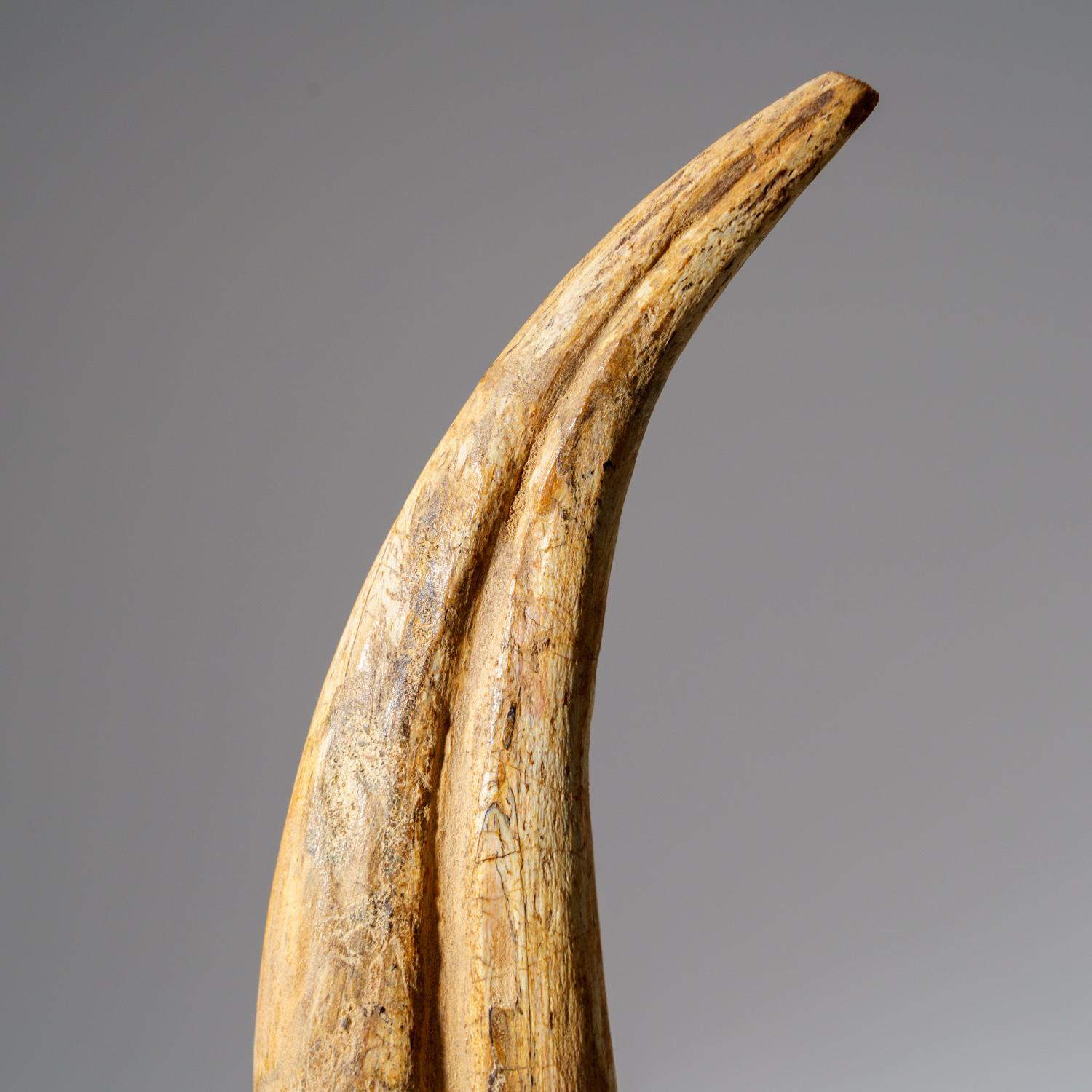 18th Century and Earlier Genuine Spinosaurus Claw in Display Case (108.1 grams) For Sale