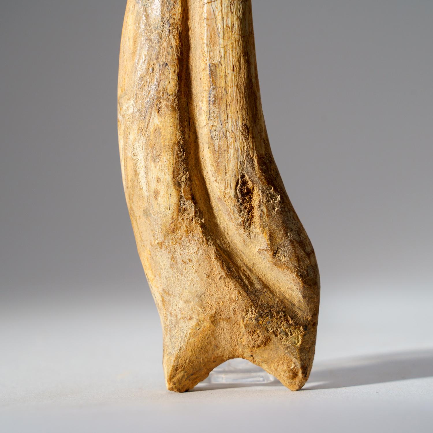 Other Genuine Spinosaurus Claw in Display Case (108.1 grams) For Sale