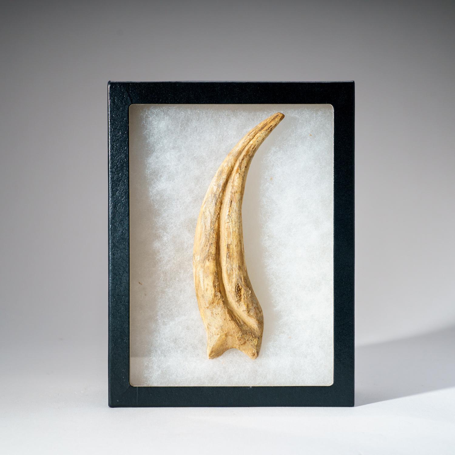 Genuine Spinosaurus Claw in Display Case (108.1 grams) For Sale 1