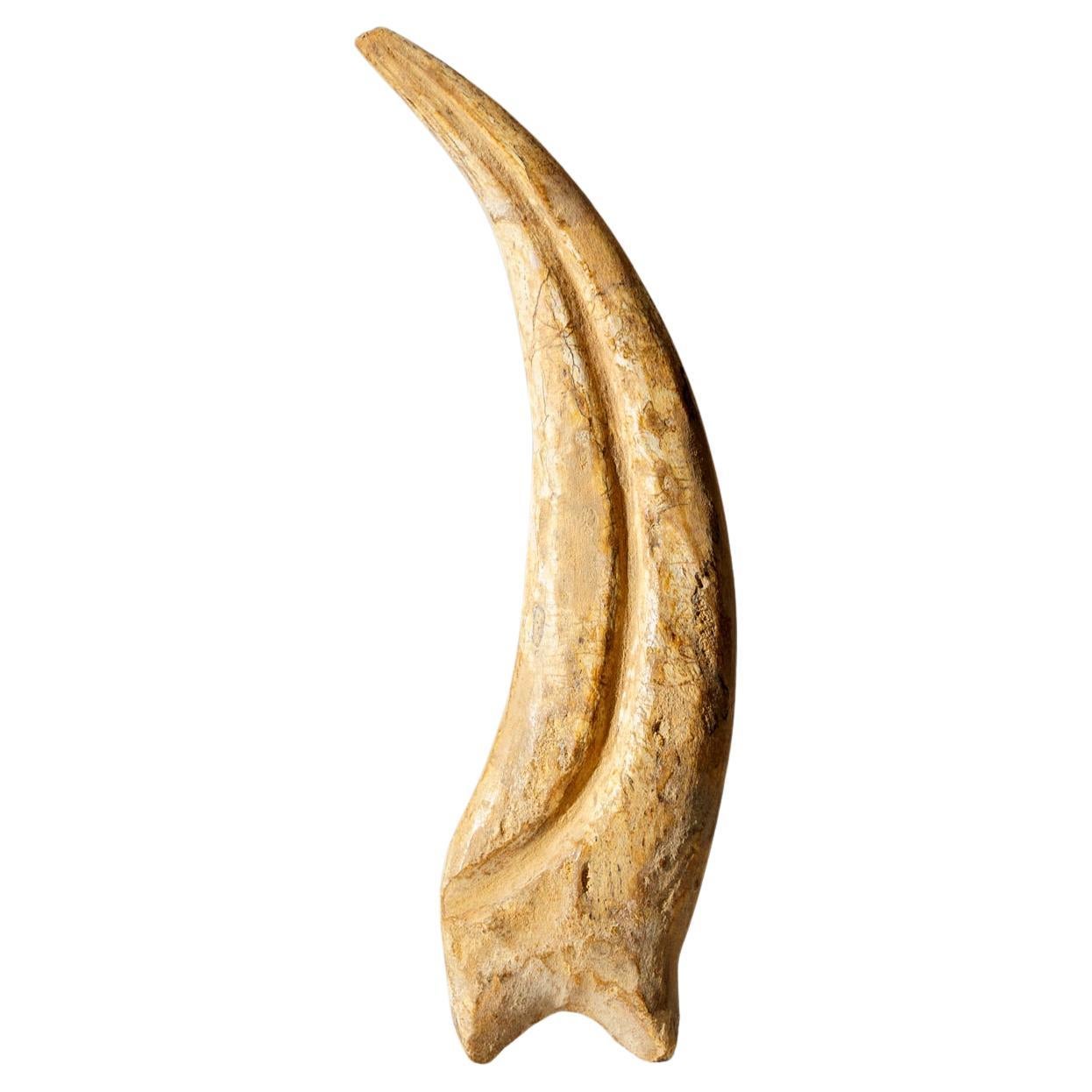 Genuine Spinosaurus Claw in Display Case (108.1 grams) For Sale