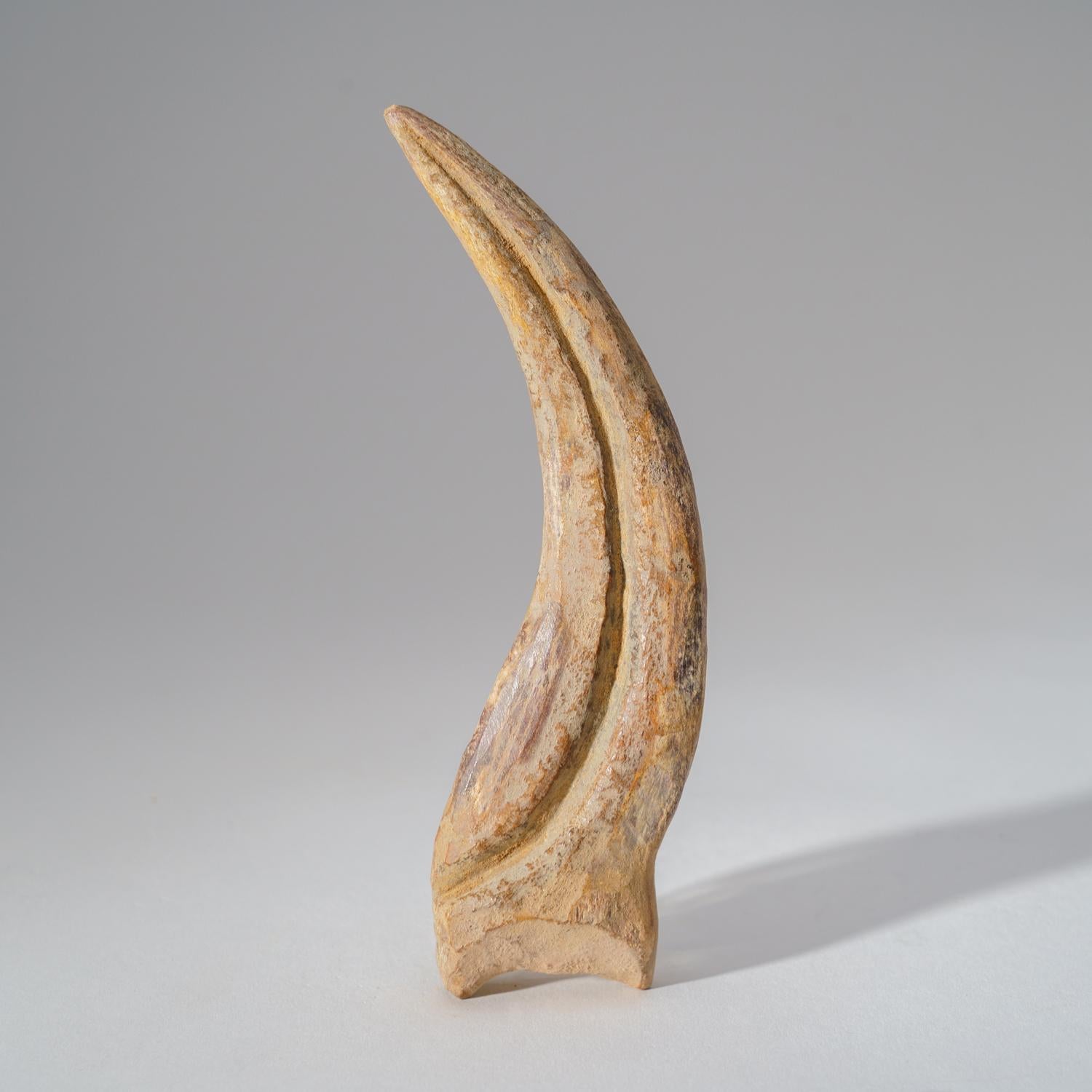 spinosaurus claw for sale
