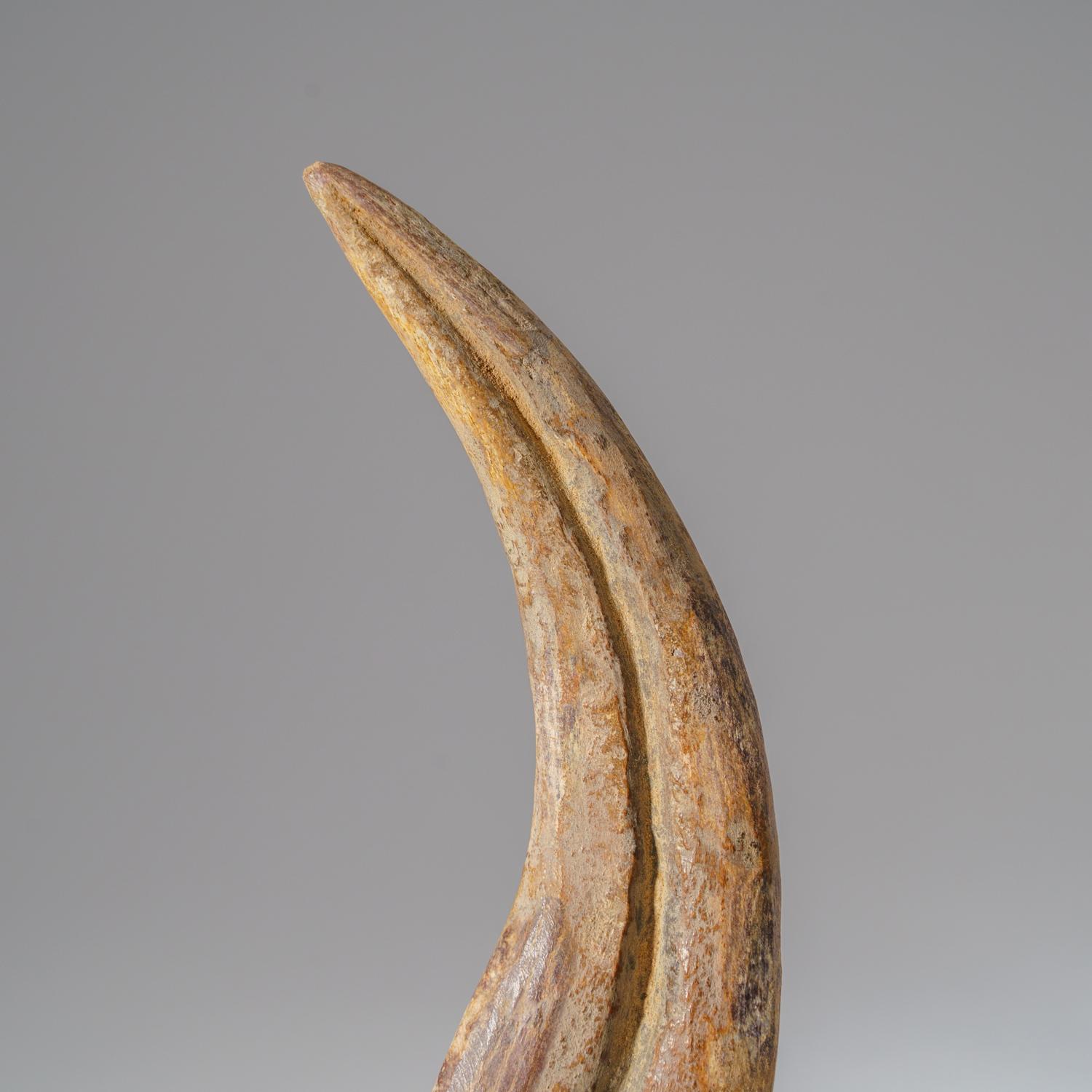 Egyptian Genuine Spinosaurus Claw in Display Case (129.4 grams) For Sale