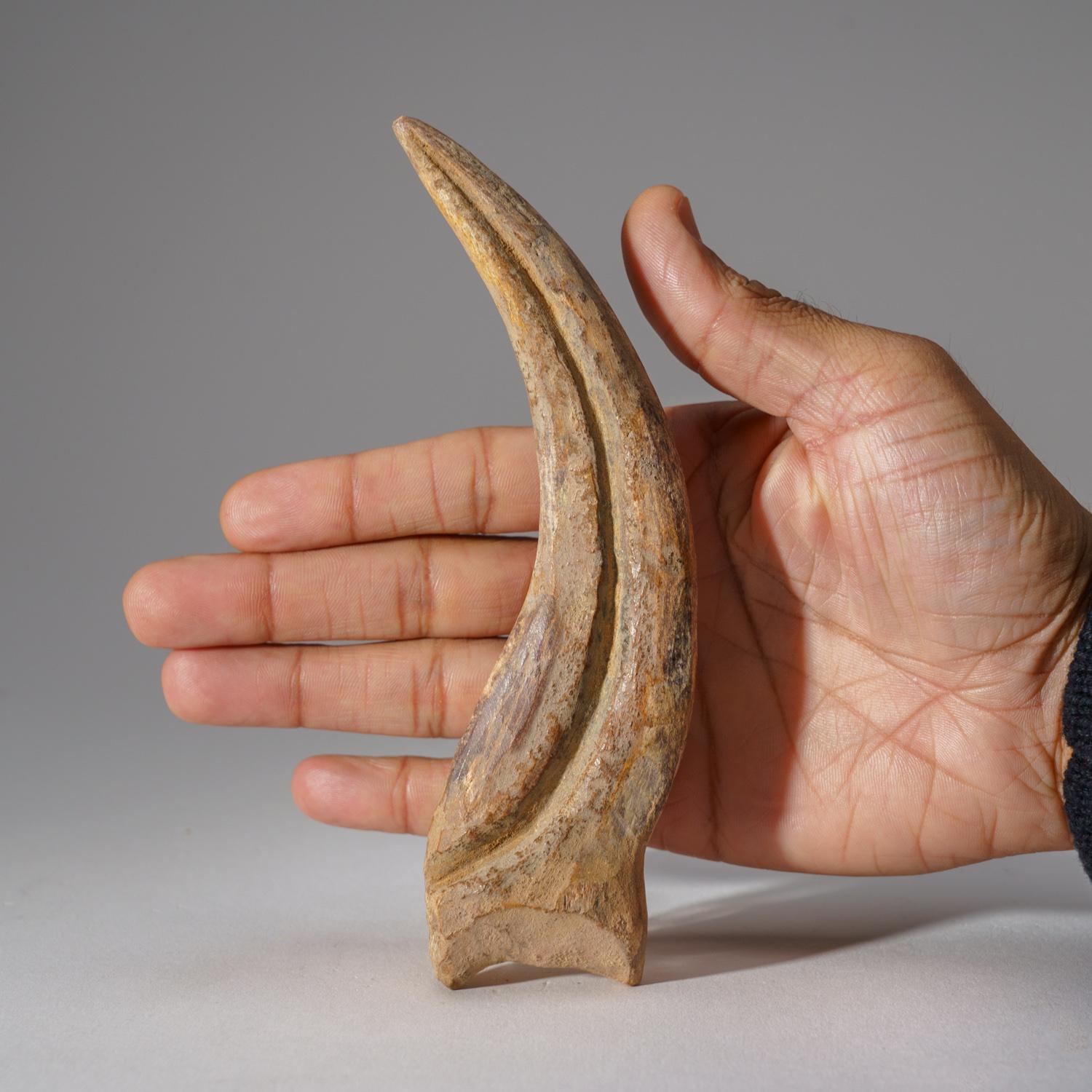 18th Century and Earlier Genuine Spinosaurus Claw in Display Case (129.4 grams) For Sale