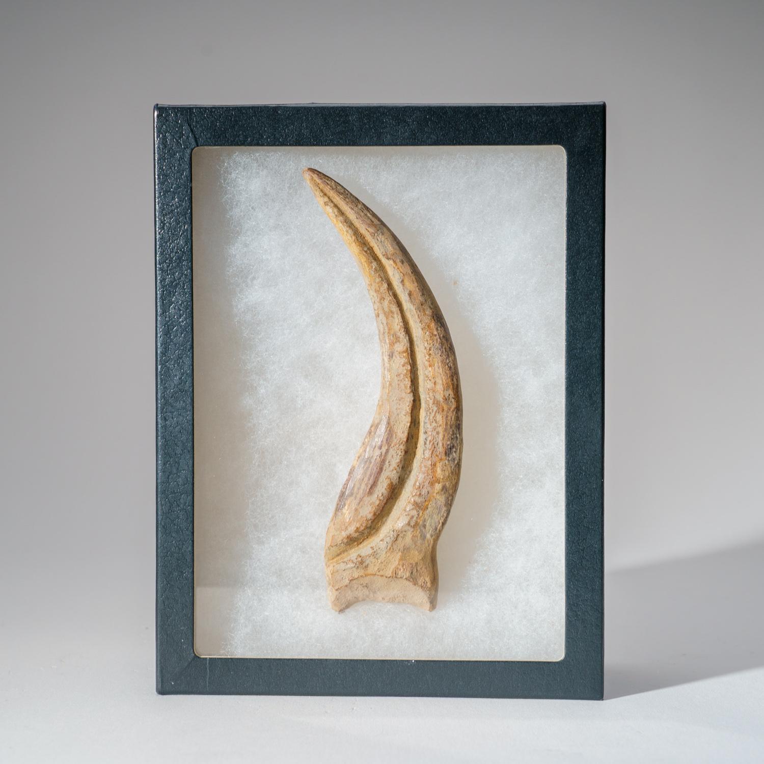 Other Genuine Spinosaurus Claw in Display Case (129.4 grams) For Sale