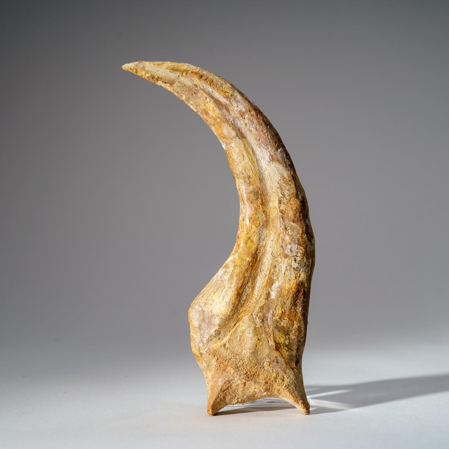 This huge, Museum-quality Spinosaur foot claw is genuine, completely in tact with no repairs and in prestine condition. This incredible specimen includes a display box for preservation and display purposes. Spinosaurus (meaning 