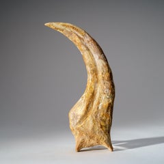 Genuine Spinosaurus Claw in Display Case (190.5 grams)