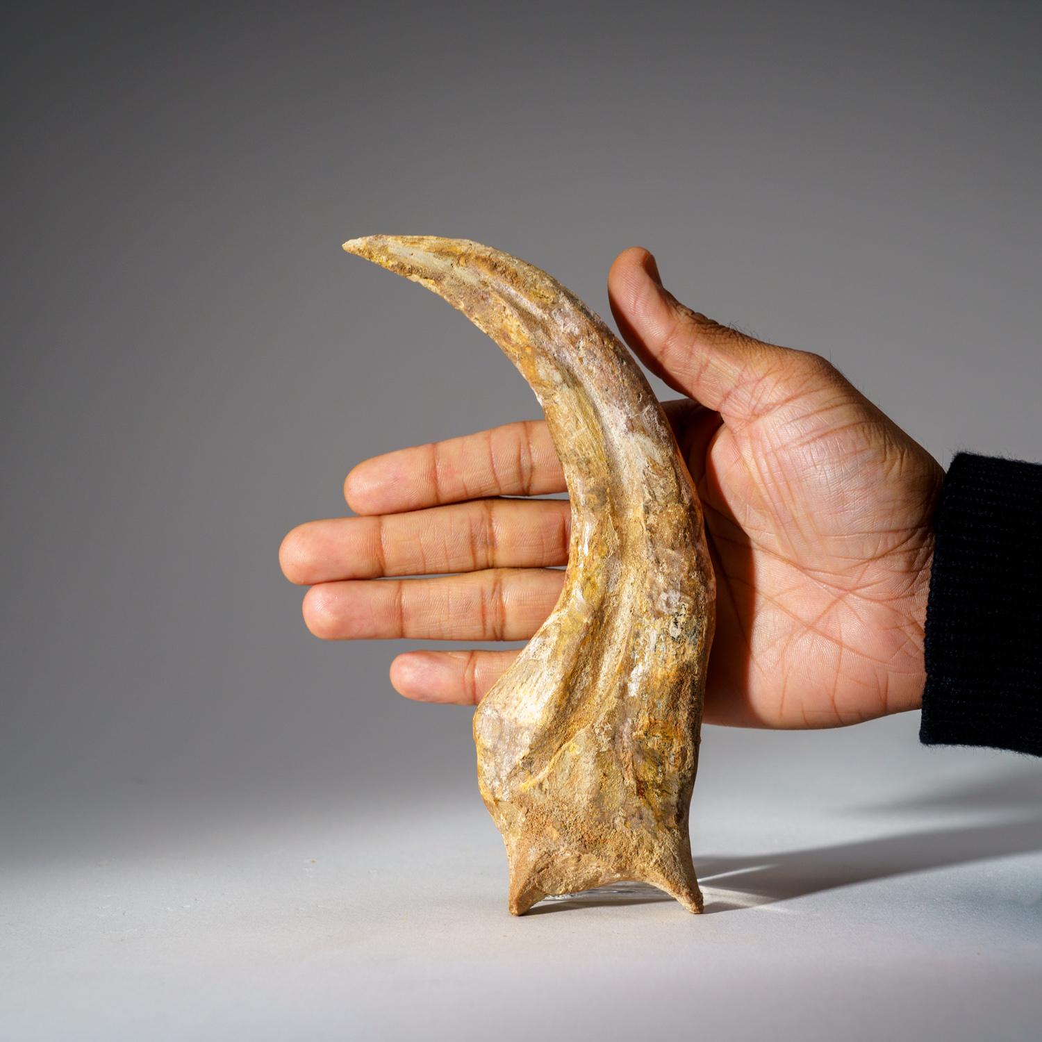 Egyptian Genuine Spinosaurus Claw in Display Case (190.5 grams)