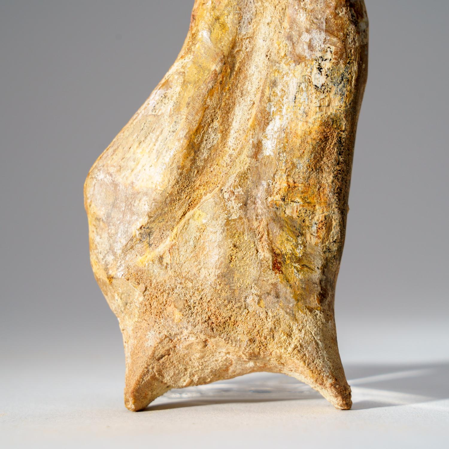 18th Century and Earlier Genuine Spinosaurus Claw in Display Case (190.5 grams)