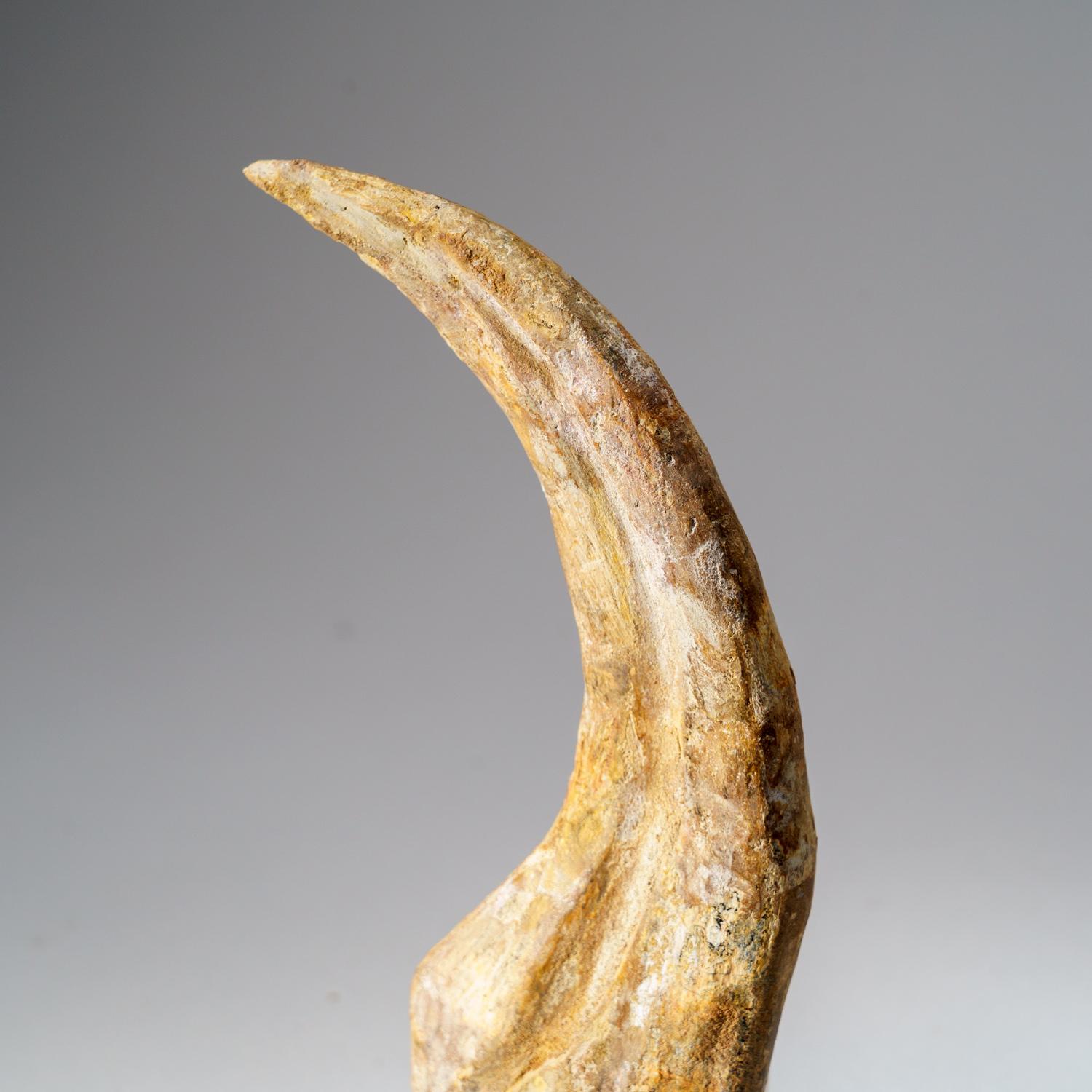 Other Genuine Spinosaurus Claw in Display Case (190.5 grams)