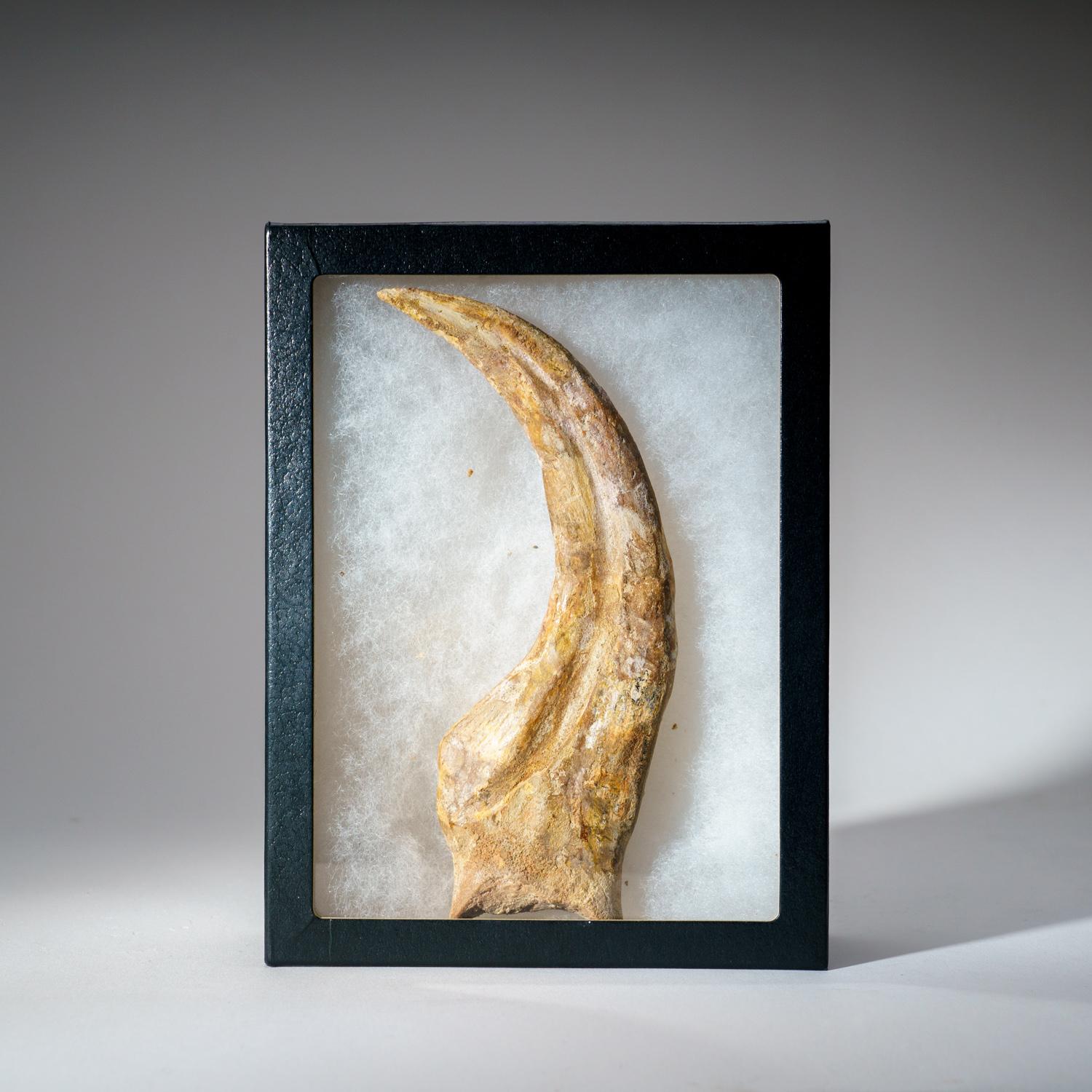 Genuine Spinosaurus Claw in Display Case (190.5 grams) 1