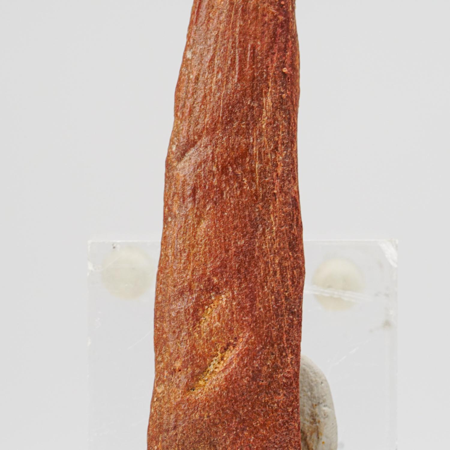 Genuine Spinosaurus Dinosaur Tooth (56.2 grams) In Good Condition For Sale In New York, NY