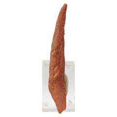 Genuine Spinosaurus Dinosaur Tooth (56.2 grams)