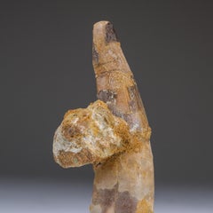 Genuine Spinosaurus Dinosaur Tooth in Display Box (115 grams)