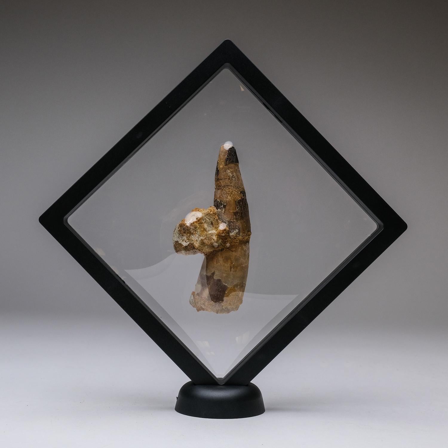Genuine Spinosaurus Dinosaur Tooth in Display Box (115 grams) In Good Condition For Sale In New York, NY