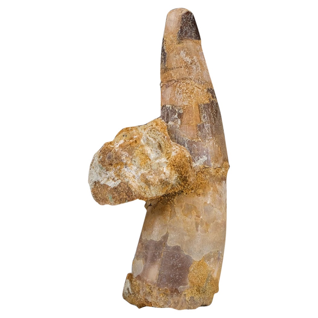 Dente di dinosauro Spinosaurus autentico in scatola da esposizione (115 grammi) in vendita