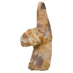 Genuine Spinosaurus Dinosaur Tooth in Display Box (115 grams)