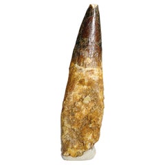 Authentic Spinosaurus Dinosaur Tooth in Display Box ("1 x .5" x 4", 34 Grams)