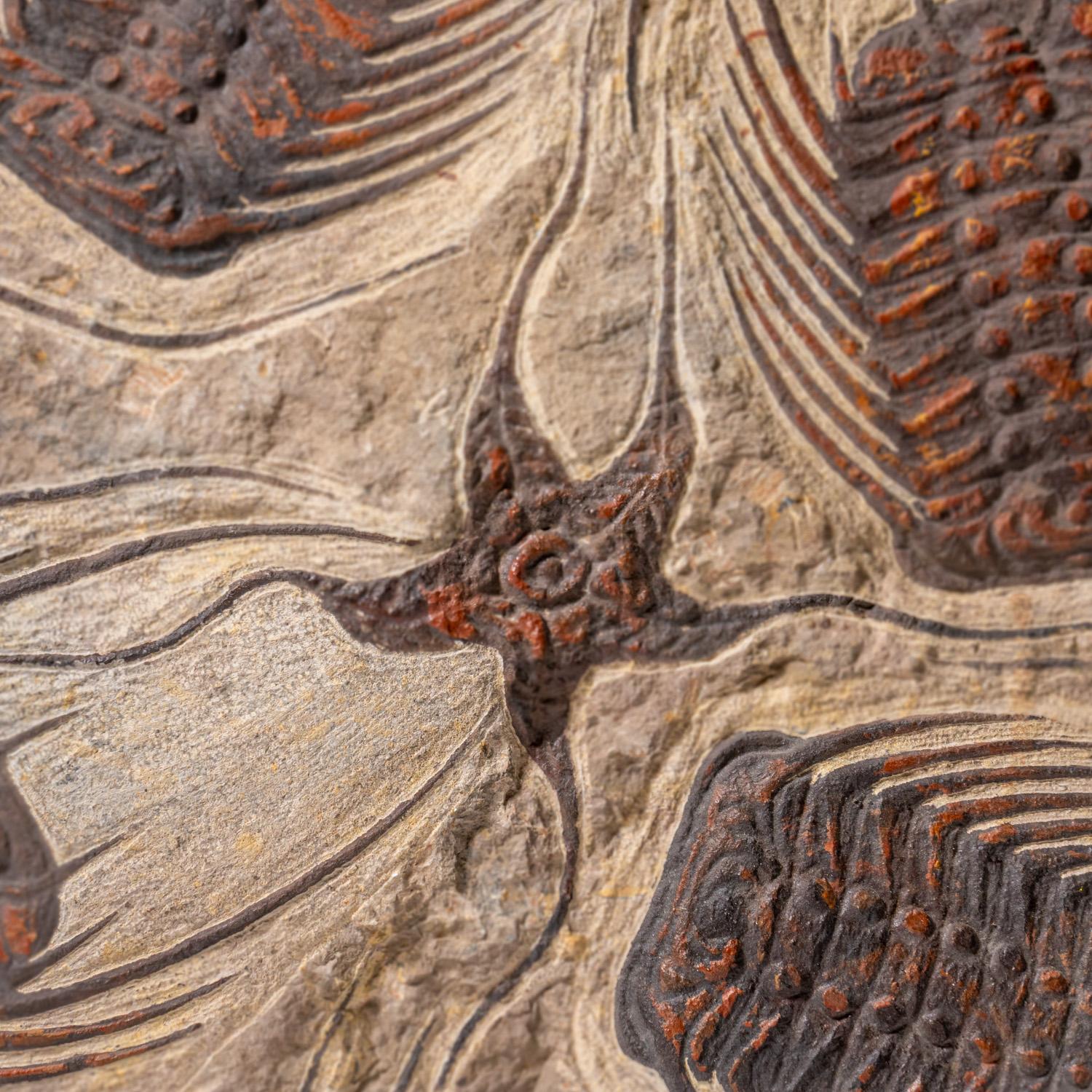 Dieses authentische Seesternfossil, auch Ophiuroid genannt, gehört zur Klasse der Ophiuroidea und ist eng mit den Seesternen verwandt. Diese Lebewesen bewegen sich über den Meeresboden, indem sie ihre Arme bewegen. Die enthaltenen Trilobiten gehören
