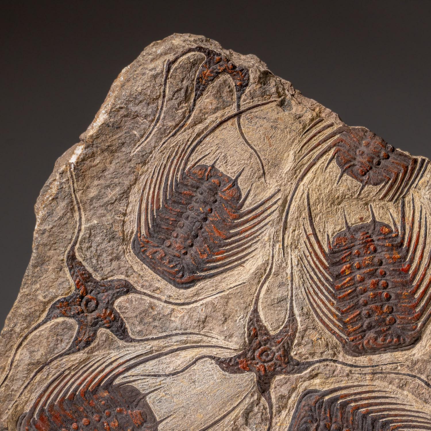Echte Seesternfossilien mit Trilobiten (Ptychopariida) in Matrix im Zustand „Hervorragend“ im Angebot in New York, NY