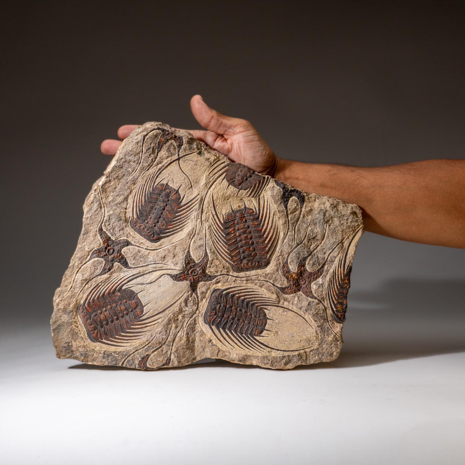 Echte Seesternfossilien mit Trilobiten (Ptychopariida) in Matrix (18. Jahrhundert und früher) im Angebot