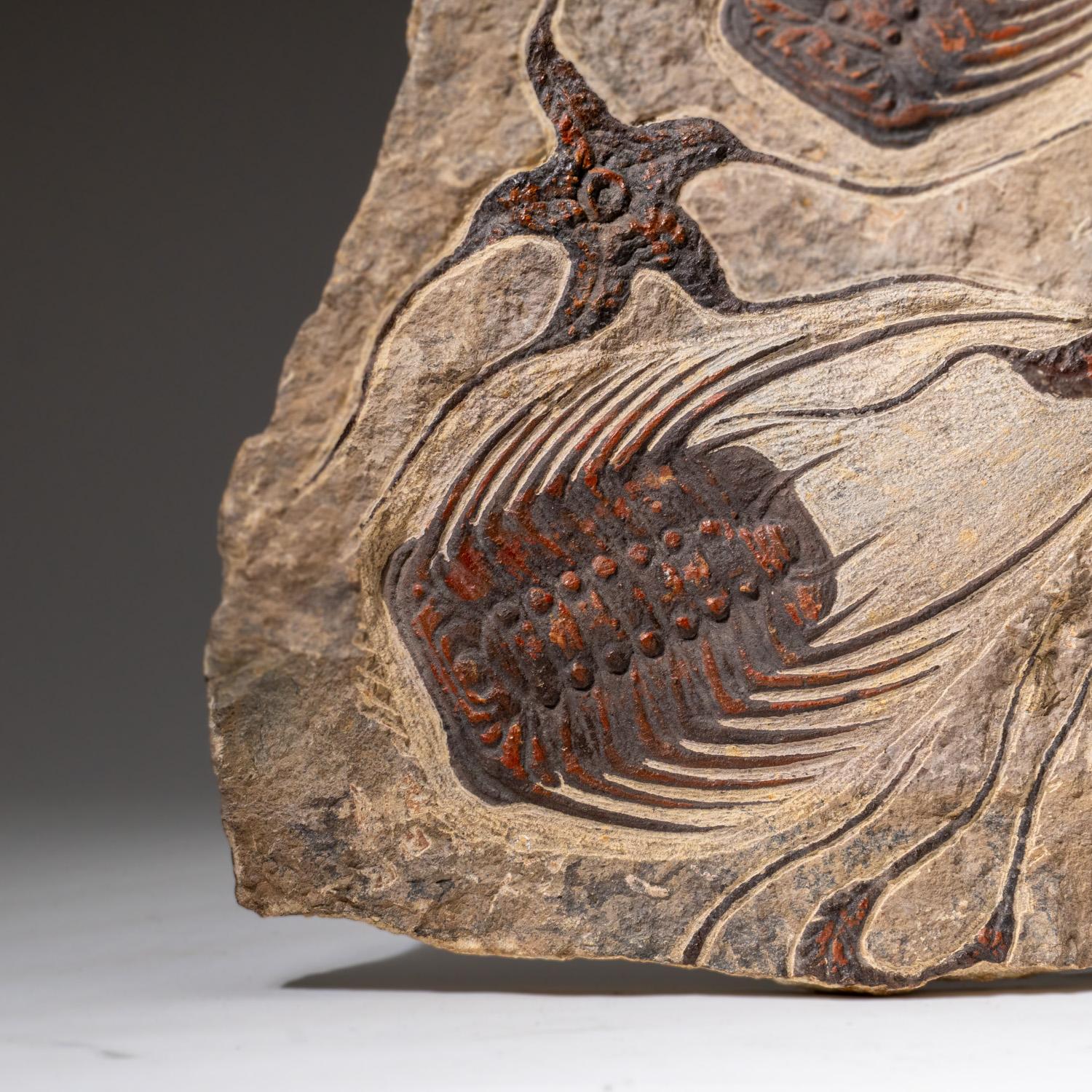 Echte Seesternfossilien mit Trilobiten (Ptychopariida) in Matrix (Sonstiges) im Angebot