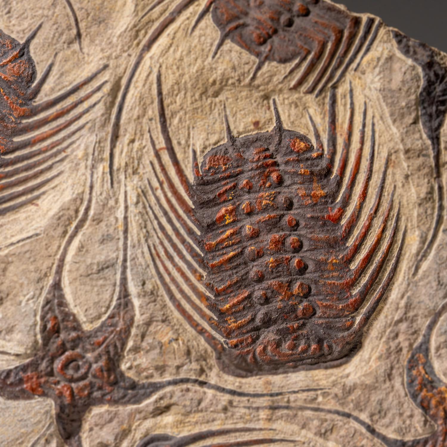 Echte Seesternfossilien mit Trilobiten (Ptychopariida) in Matrix im Angebot 1