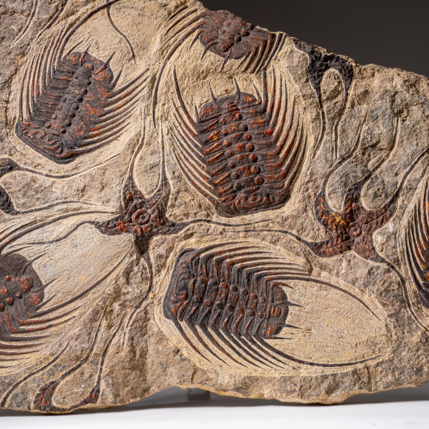 Echte Seesternfossilien mit Trilobiten (Ptychopariida) in Matrix im Angebot 2