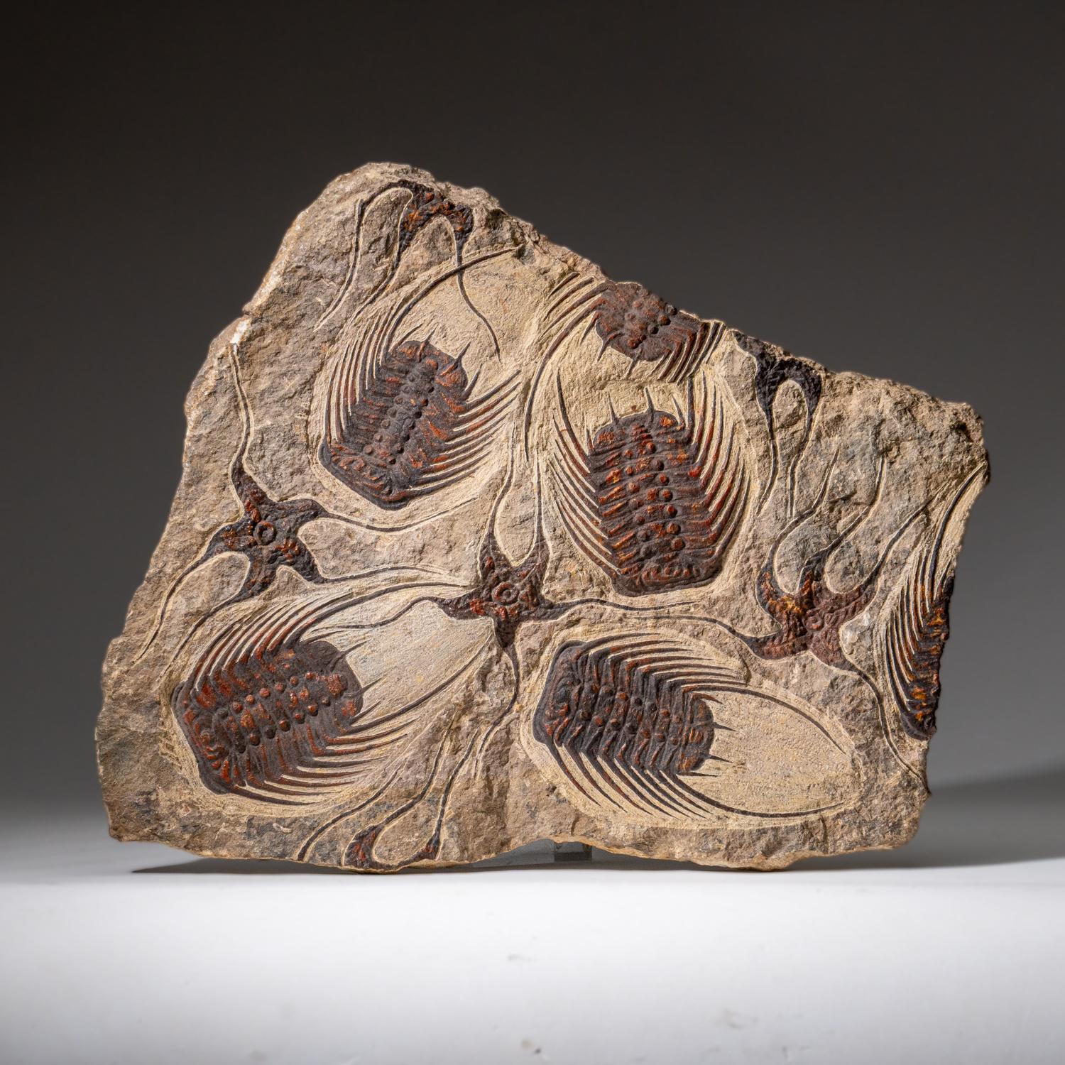 Echte Seesternfossilien mit Trilobiten (Ptychopariida) in Matrix im Angebot 3