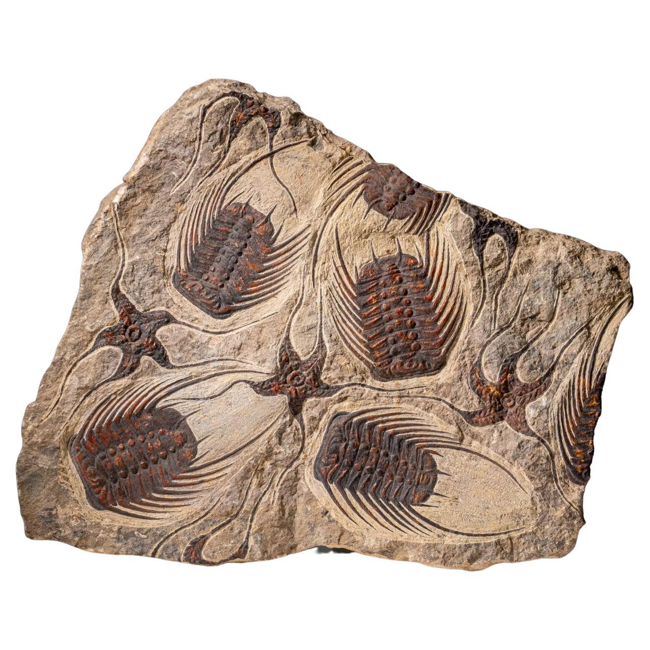 Fossili di stella marina autentici con Trilobiti (Ptychopariida) in Matrix