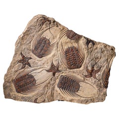 Echte Seesternfossilien mit Trilobiten (Ptychopariida) in Matrix