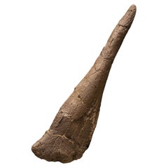 Antique Genuine Stegosaurus Dinosaur Tail Spike // 145+ Million Years Old