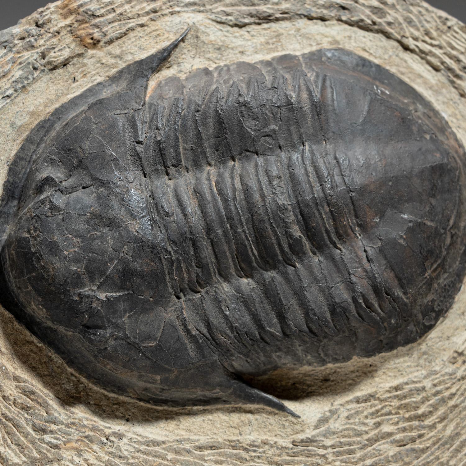 wann lebten trilobiten