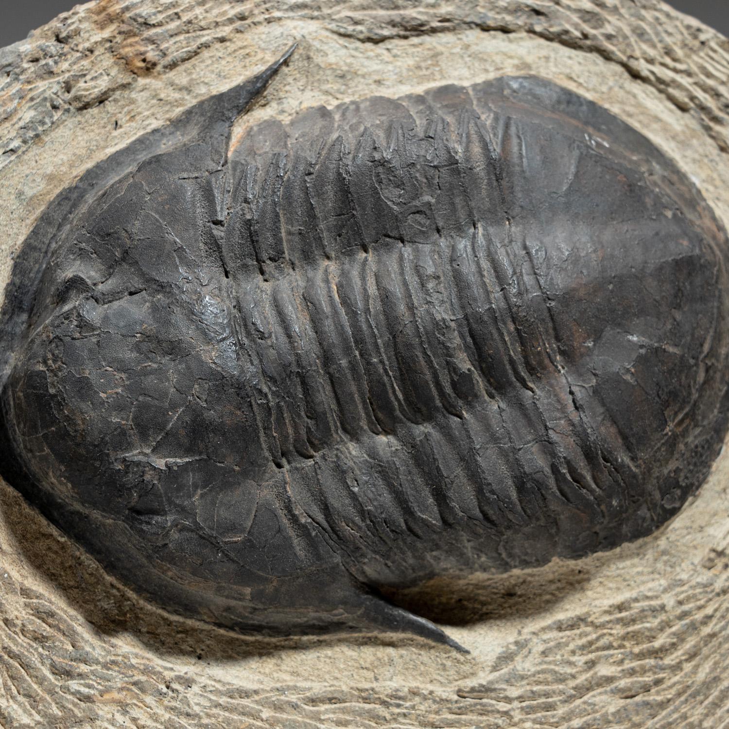 Other Genuine Trilobite (Acadoparadoxides) Fossil on Matrix (6 lbs) For Sale