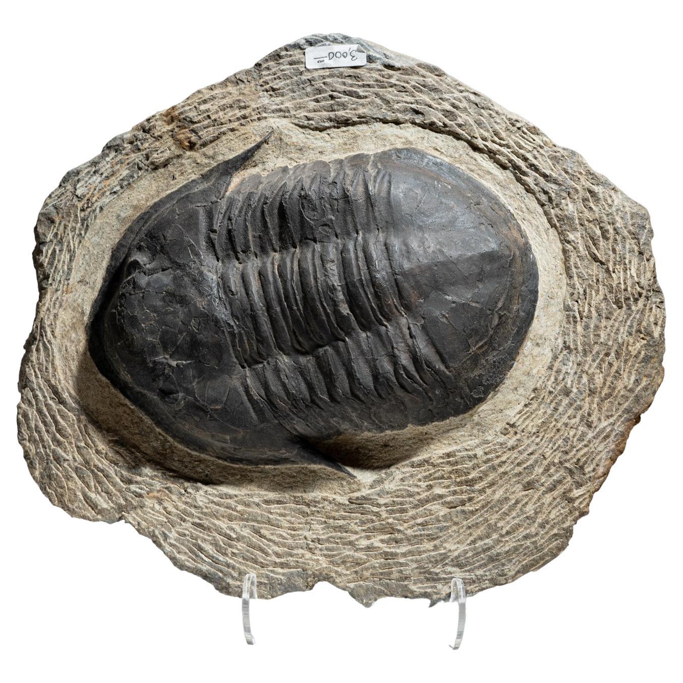 Trilobite auténtico (Acadoparadoxidos) Fósil sobre matriz (6 libras)